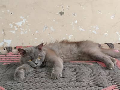 male cat for sale