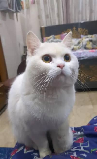 Persian male kitten