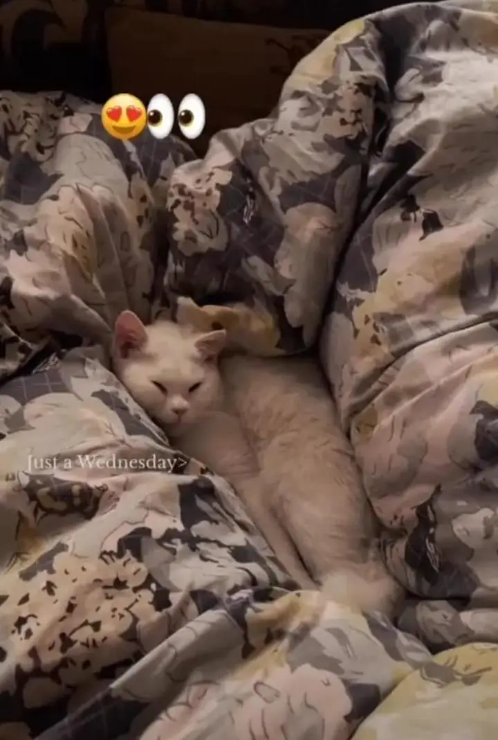 Persian male kitten — photo 2