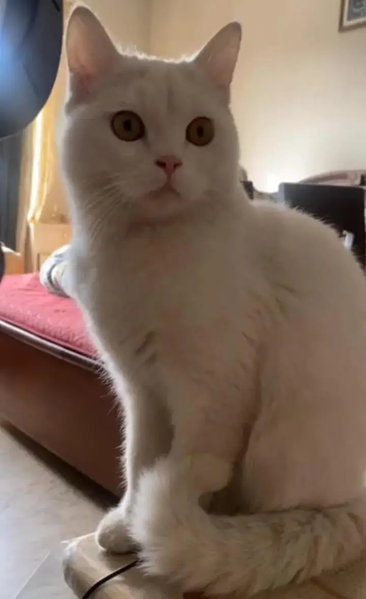 Persian male kitten — photo 3