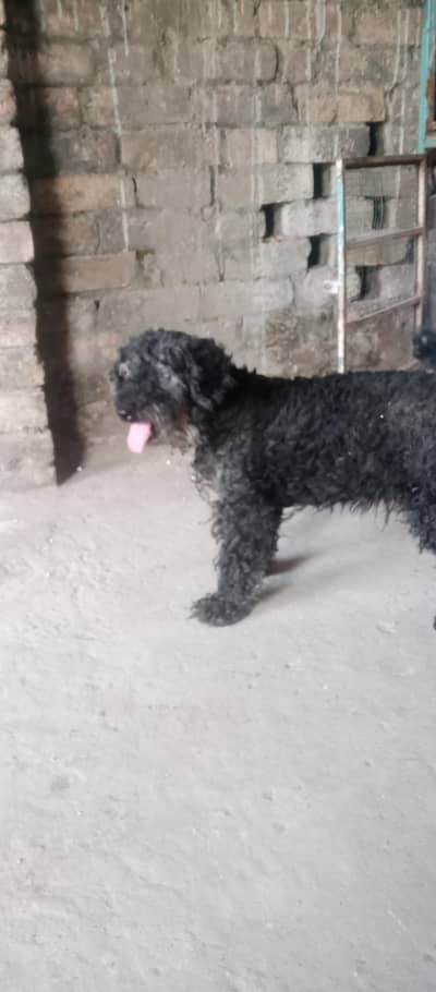 black poodle dog