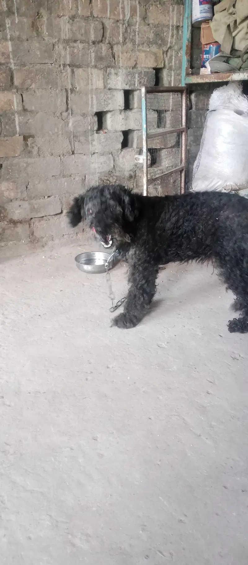 black poodle dog — photo 2