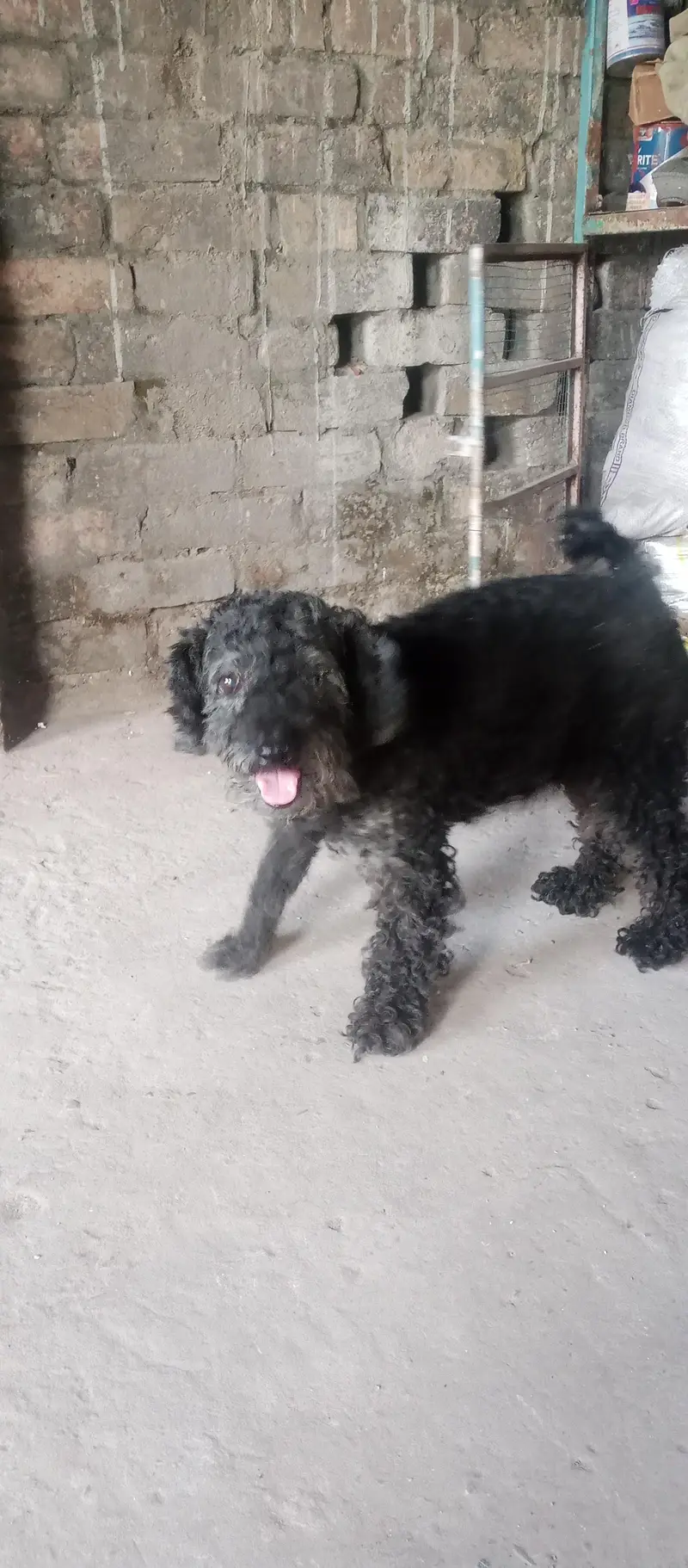 black poodle dog — photo 3