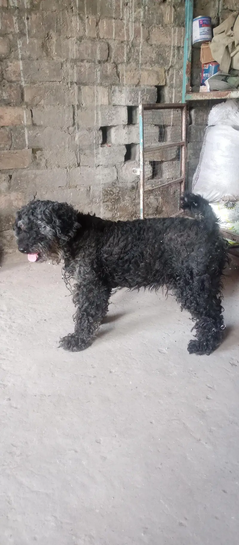 black poodle dog — photo 4