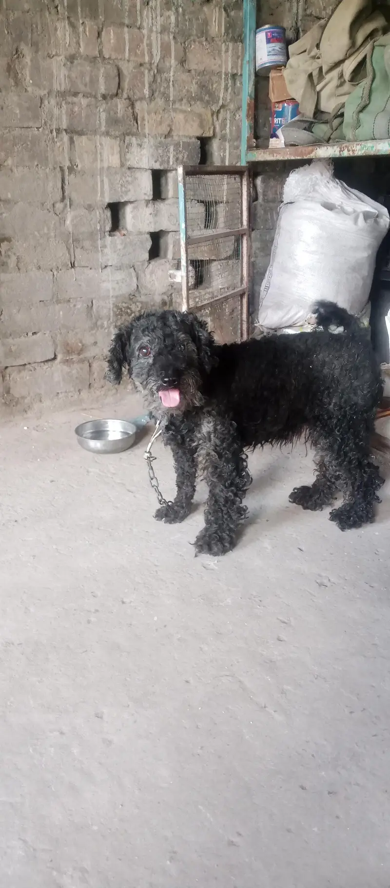 black poodle dog — photo 5