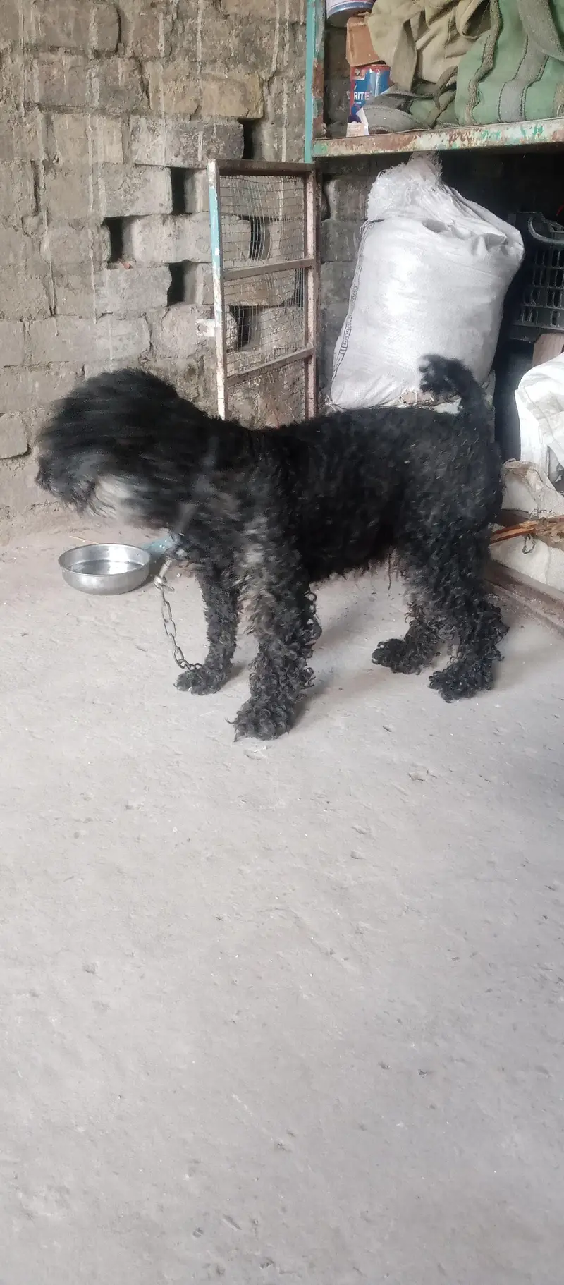 black poodle dog — photo 6