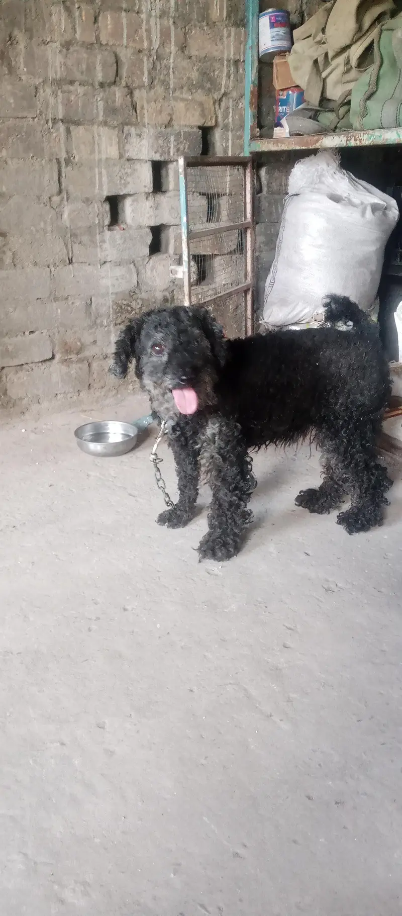 black poodle dog — photo 7