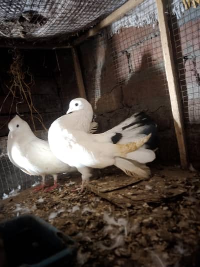 American lucky Kaboter for sale