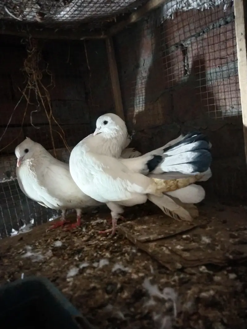 American lucky Kaboter for sale — photo 6