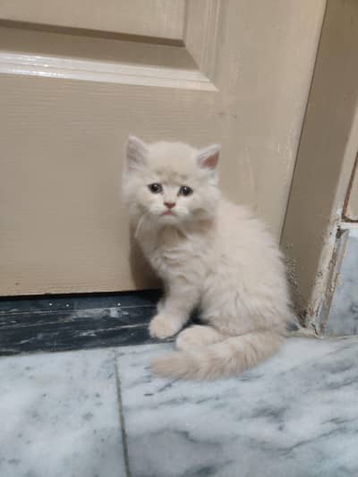 Persian kitten