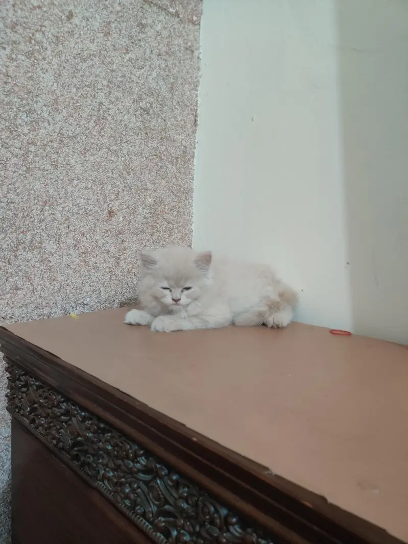 Persian kitten — photo 2