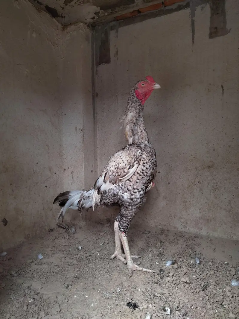 Cheena aseel patha — photo 2