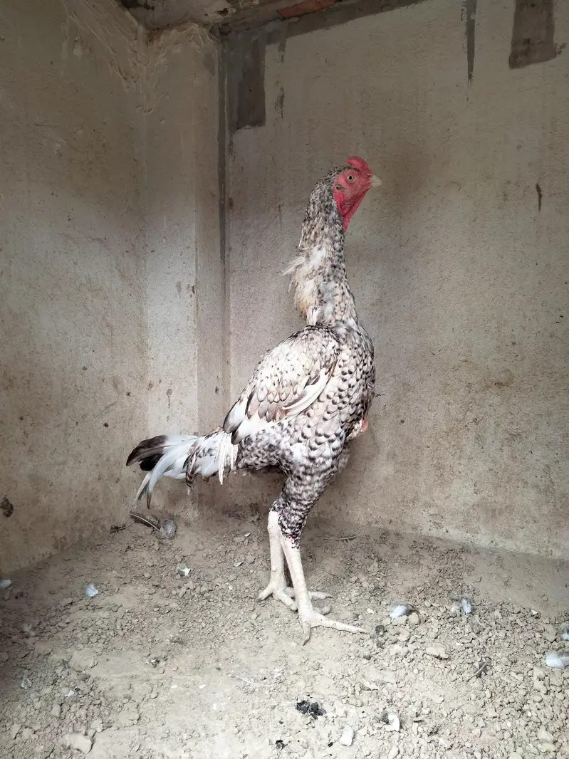 Cheena aseel patha — photo 3