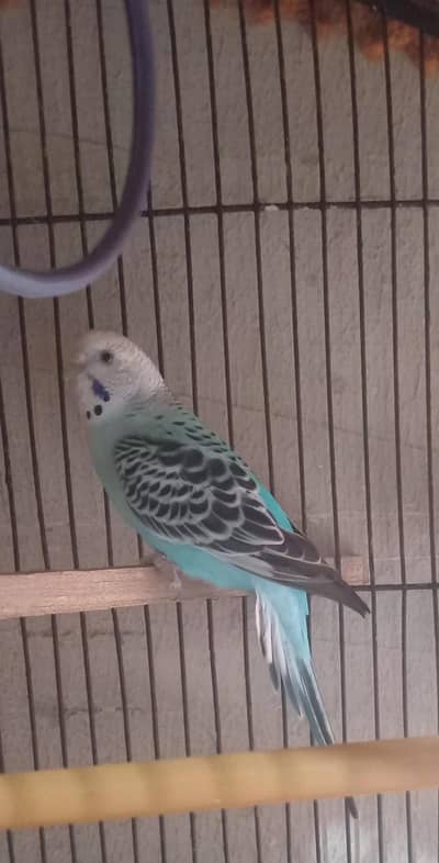 Australian Buges pair