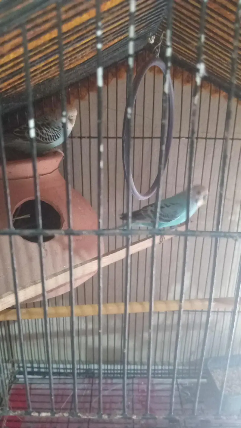Australian Buges pair — photo 3