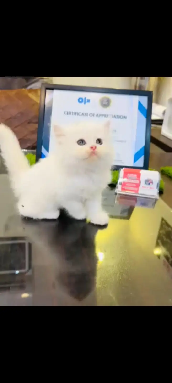 persian cat for sale — photo 2