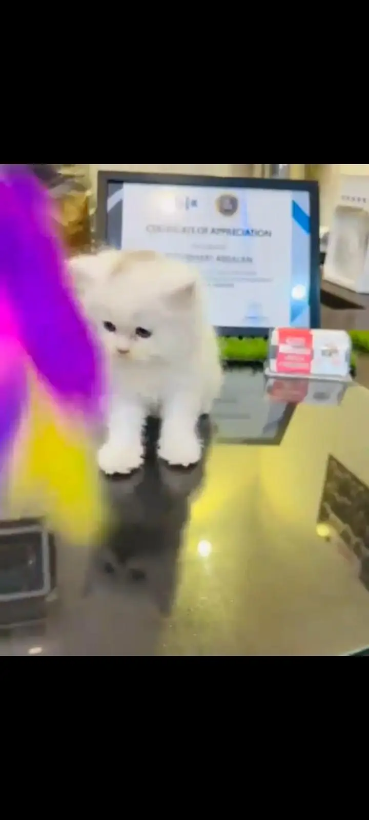 persian cat for sale — photo 3