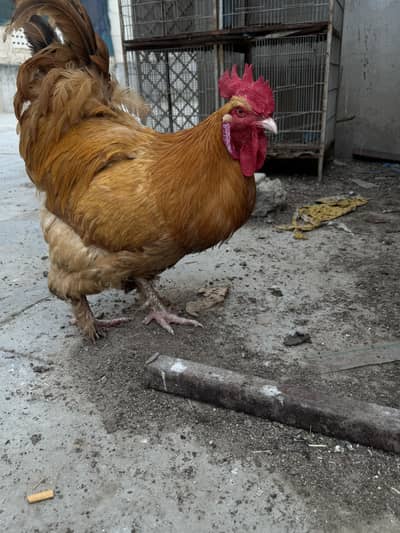 Golden buff male