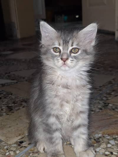 kitten