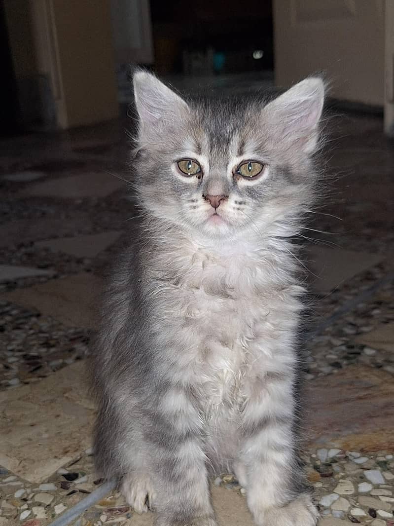 parsian cats 0