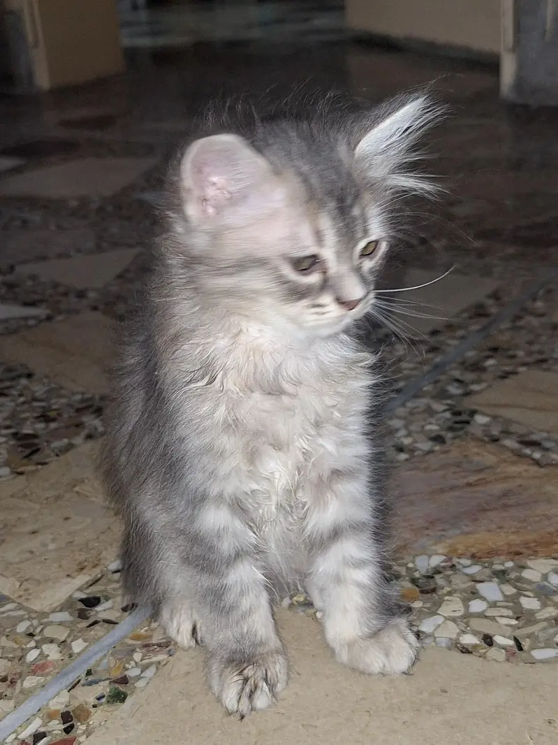 parsian cats — photo 2