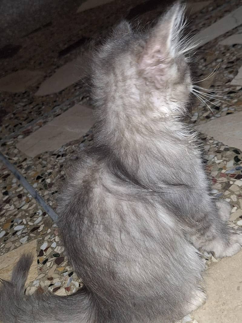 parsian cats 2