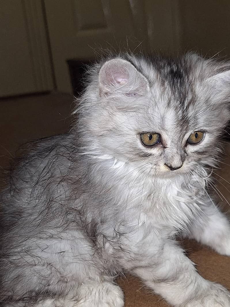 parsian cats 3