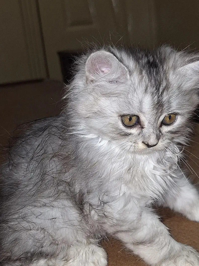 parsian cats — photo 4