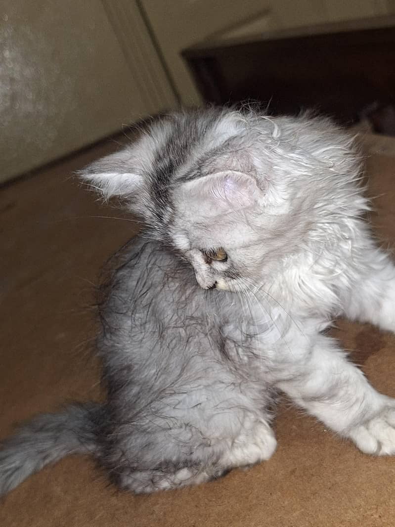 parsian cats 4