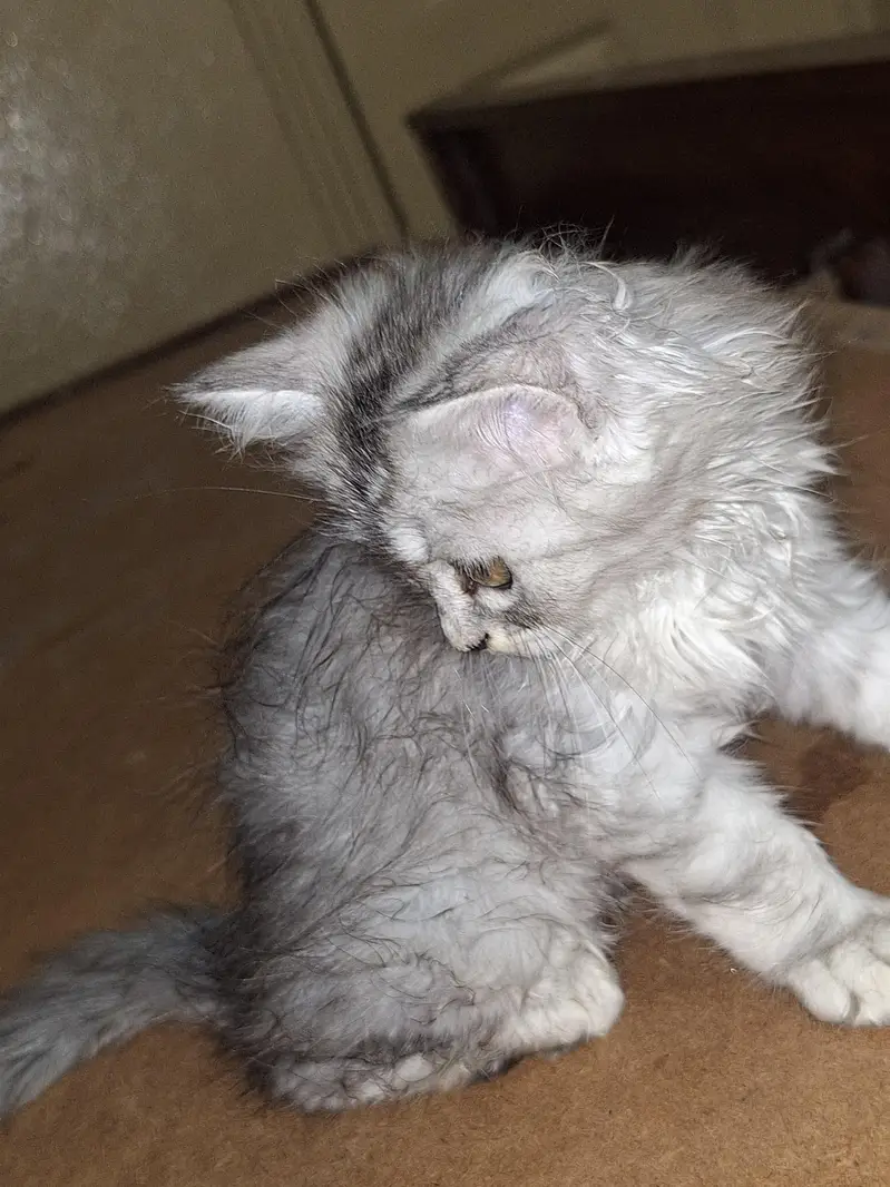 parsian cats — photo 5