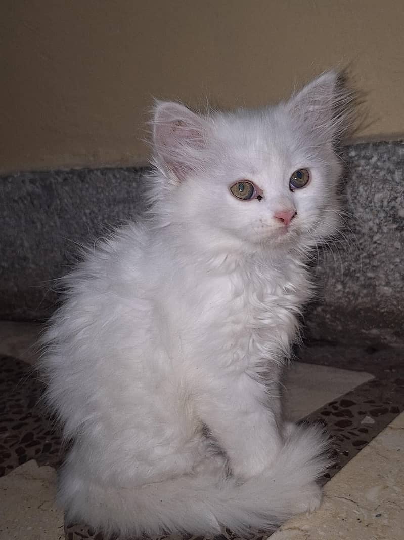 parsian cats 5