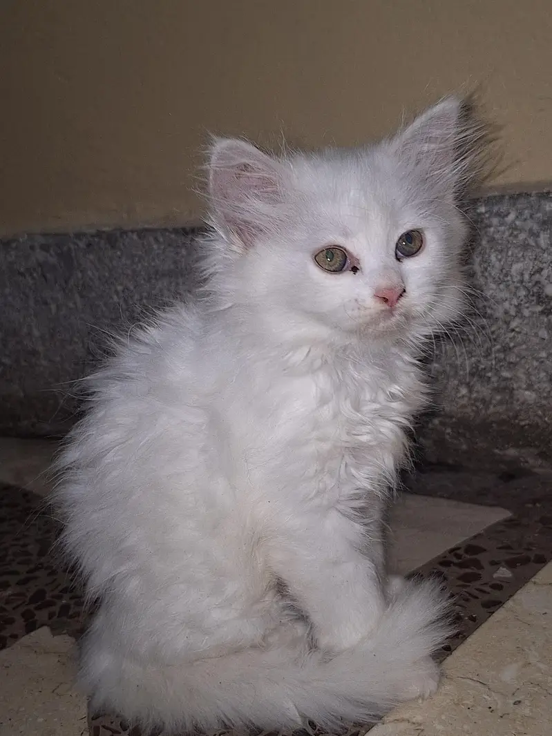 parsian cats — photo 6