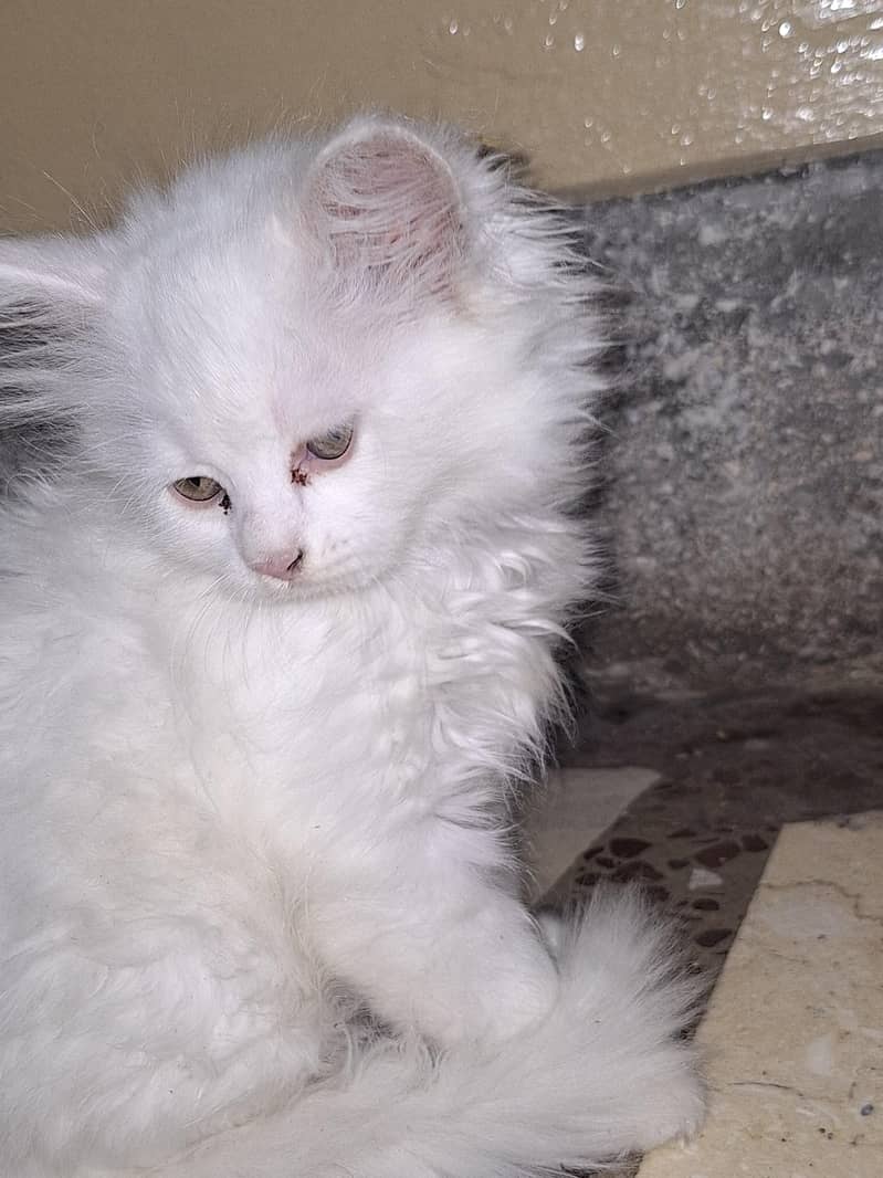 parsian cats 6