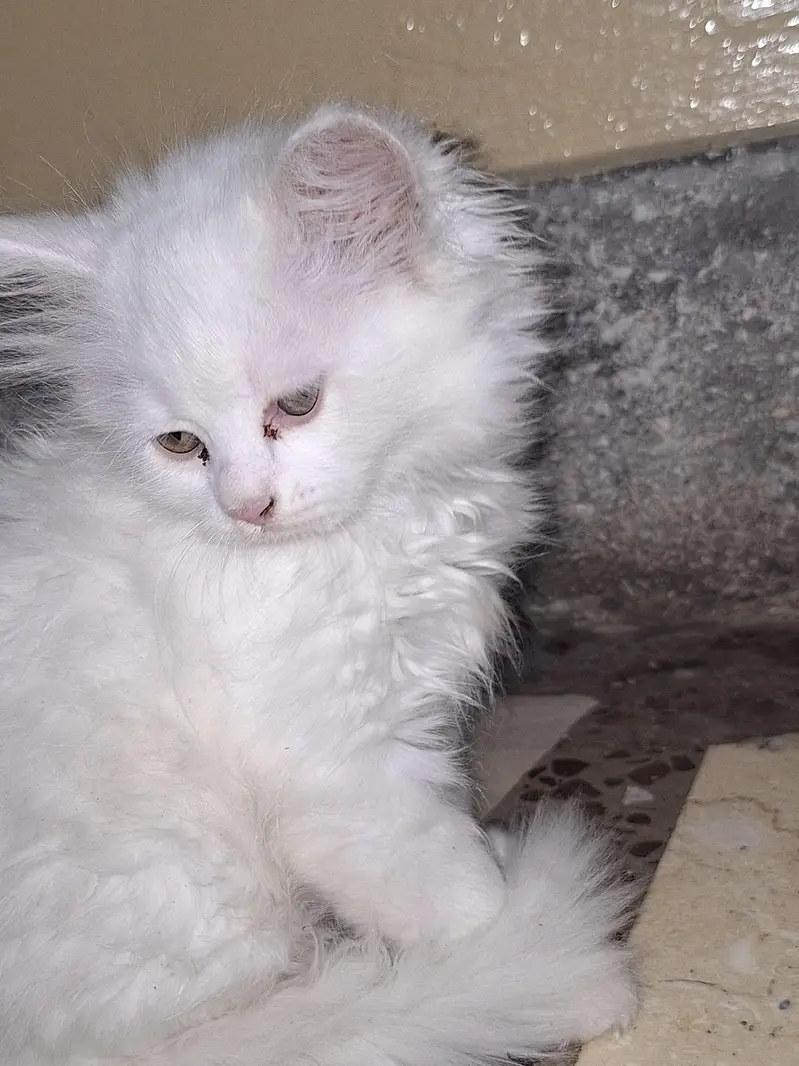 parsian cats — photo 7