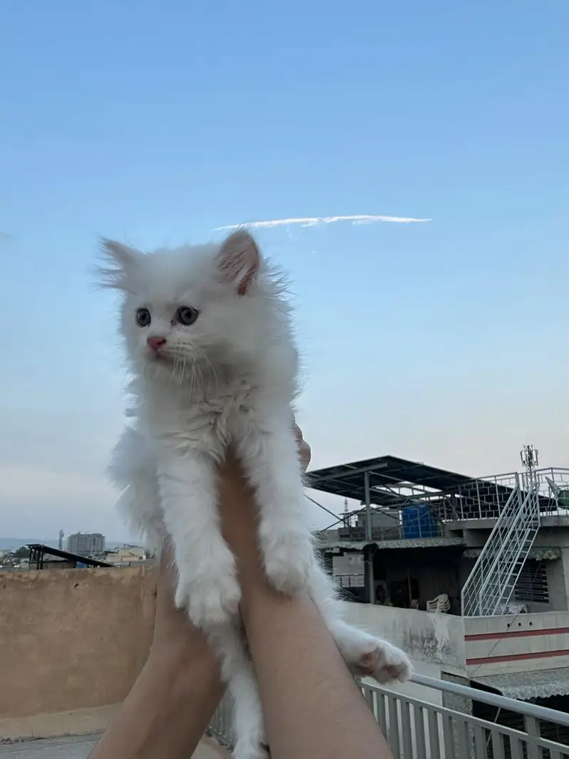parsian cats — photo 9