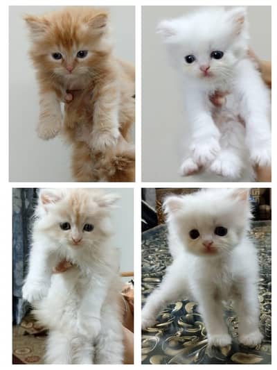 Persian long coat kitten