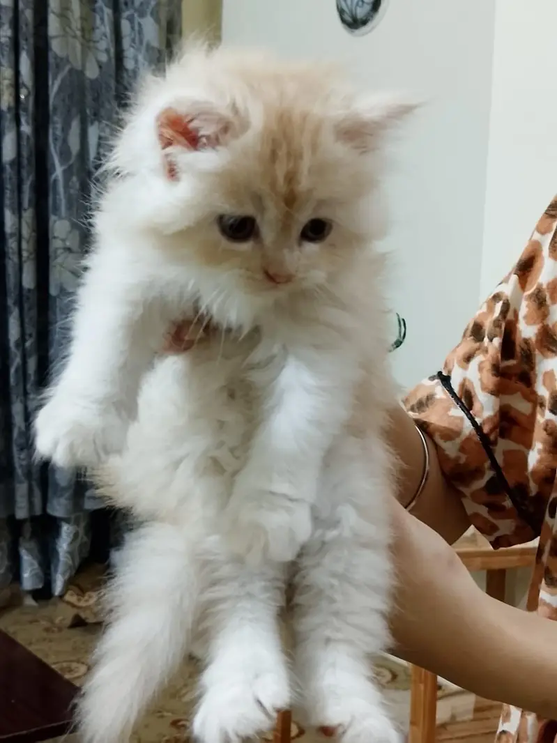 Persian long coat kitten — photo 2