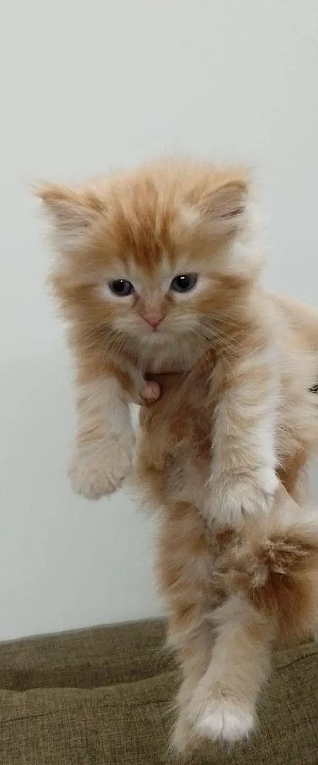 Persian long coat kitten — photo 3
