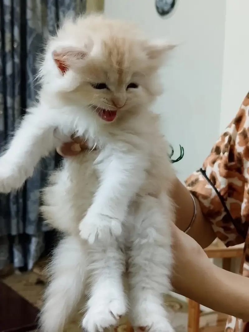 Persian long coat kitten — photo 4