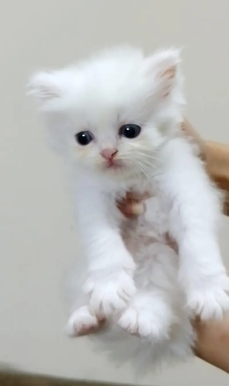 Persian long coat kitten — photo 5
