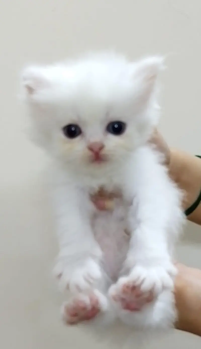 Persian long coat kitten — photo 6