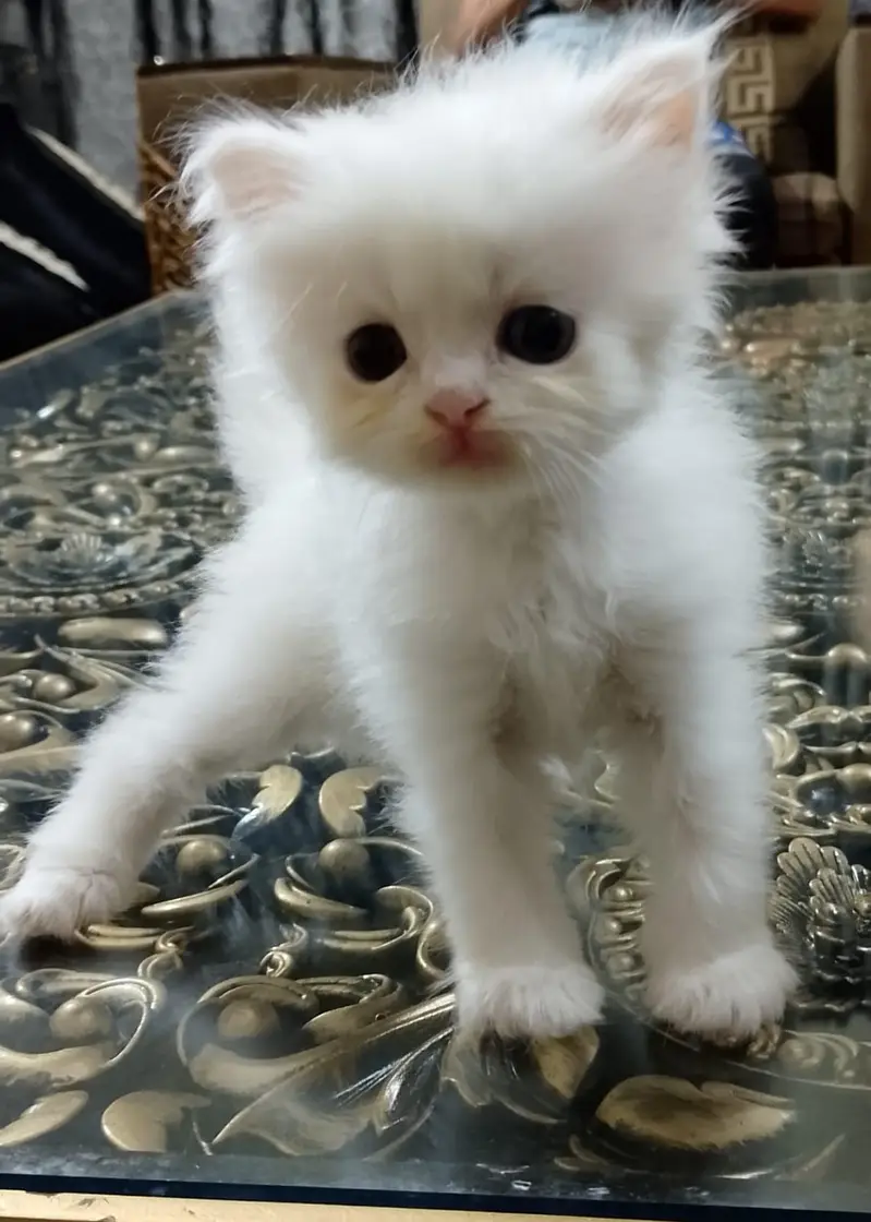 Persian long coat kitten — photo 7
