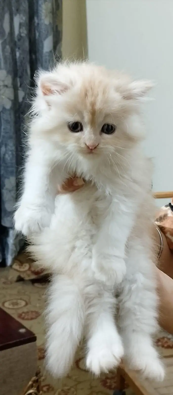 Persian long coat kitten — photo 8