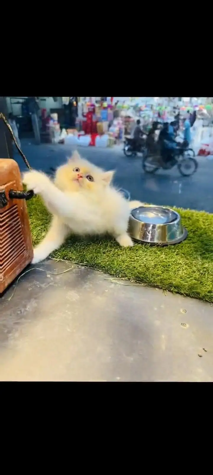 persian cat for sale — photo 2