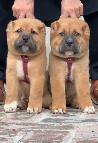 Afghan kochi dog male female 2 month for sale security dog available