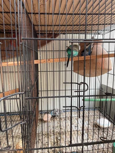 budgies for sale