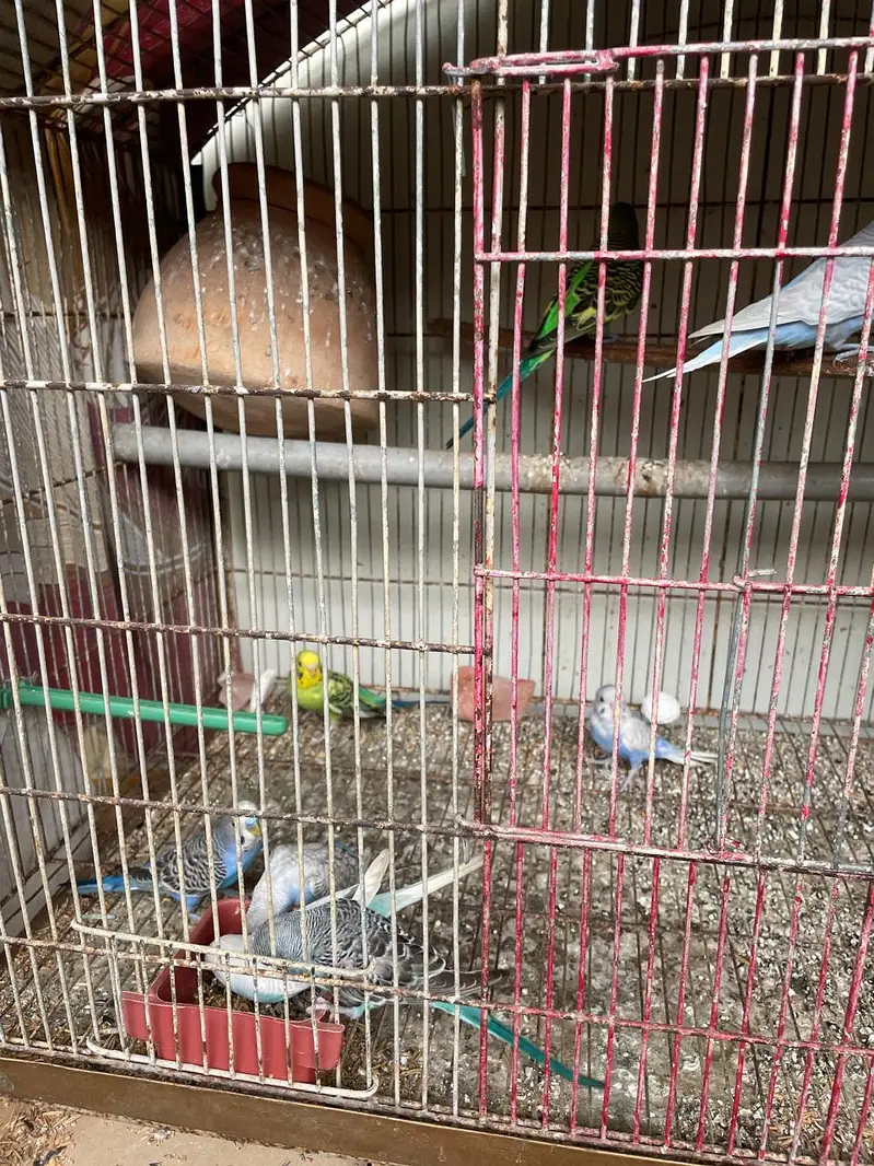 budgies for sale — photo 2