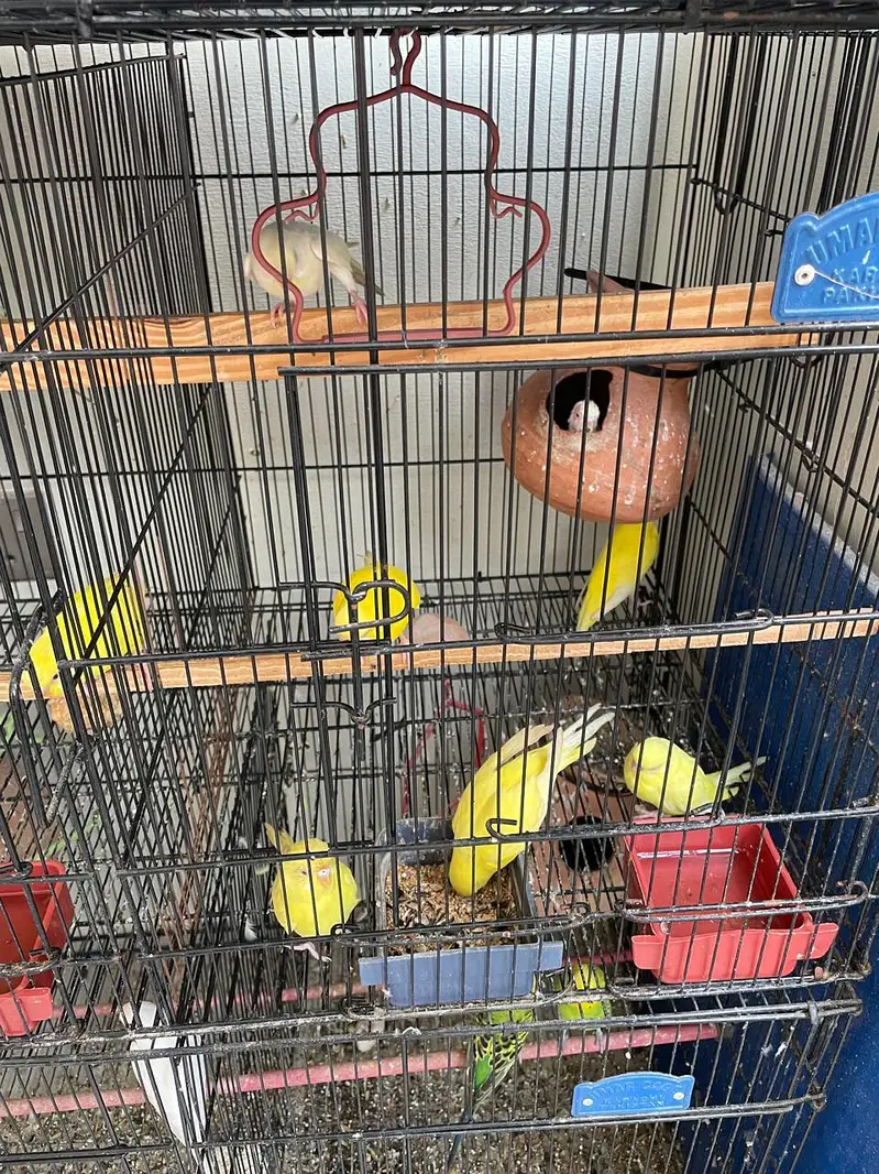 budgies for sale — photo 3