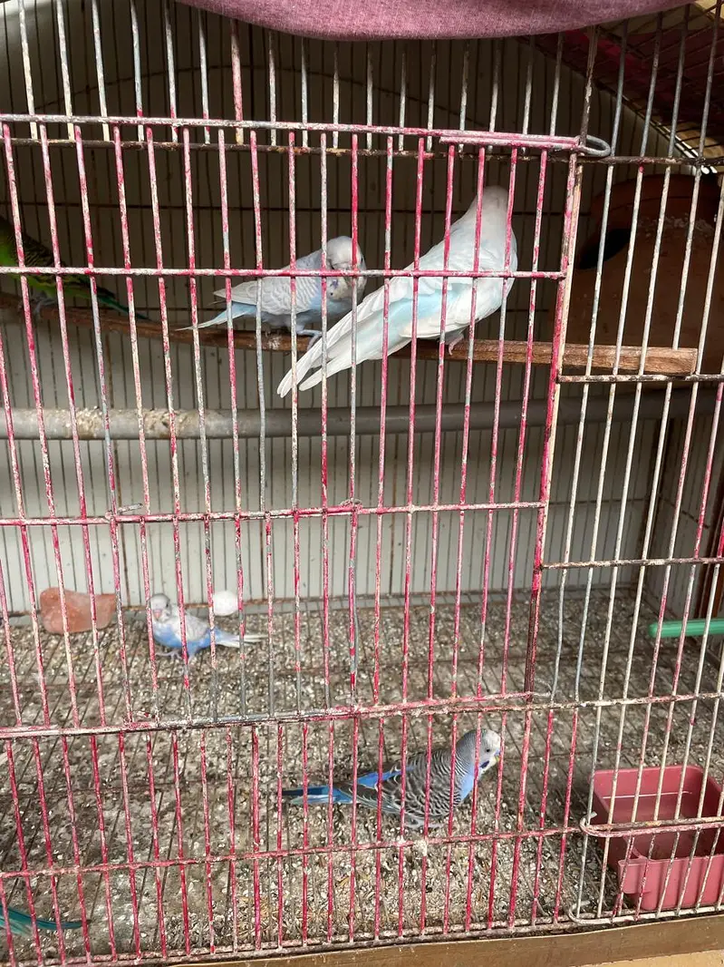 budgies for sale — photo 4