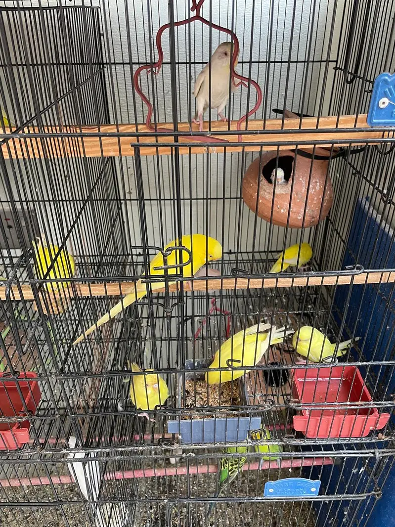 budgies for sale — photo 5